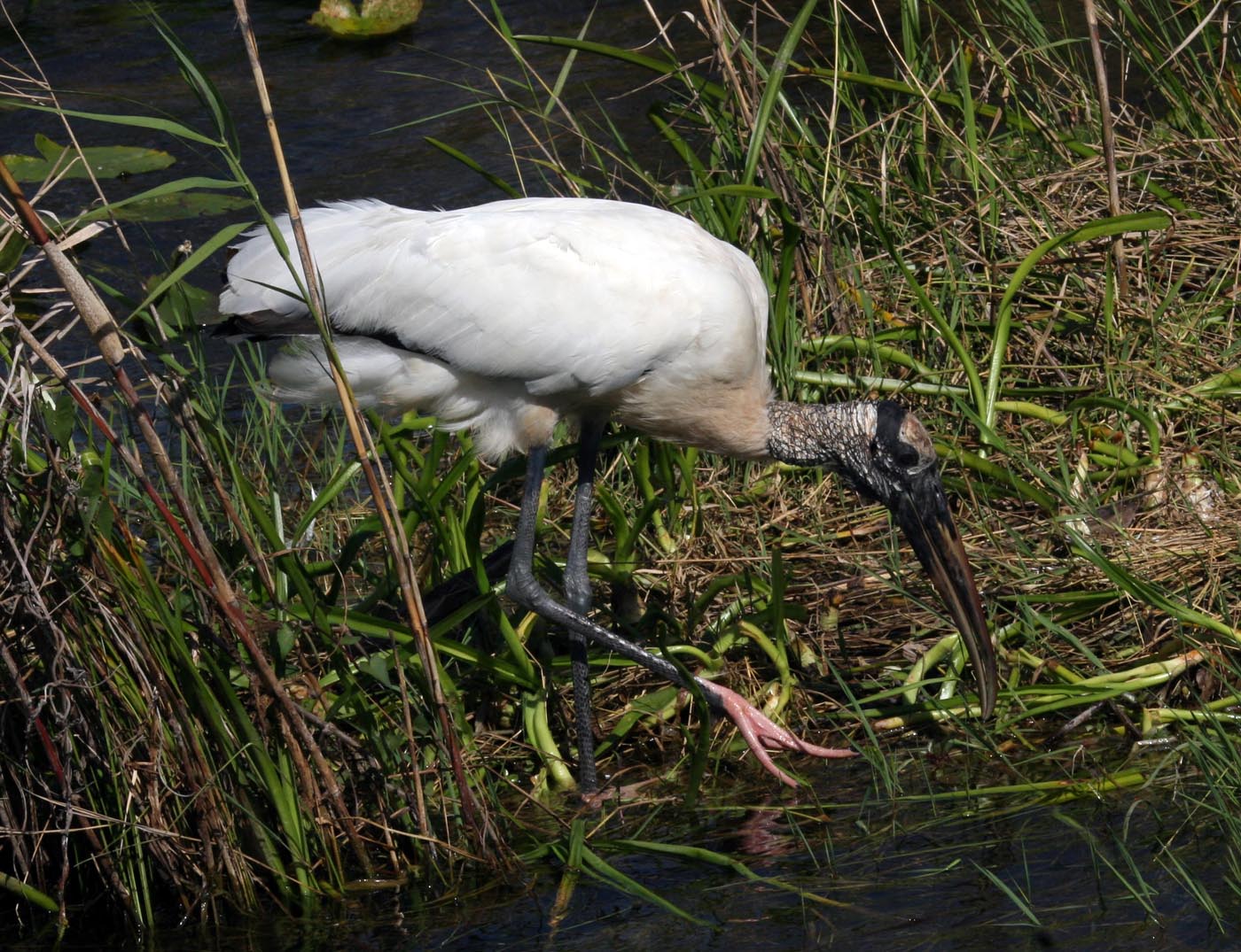 stork