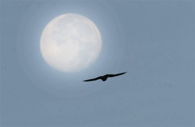 peregrine falcon
