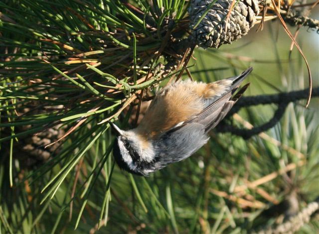 red breasted nuthatch