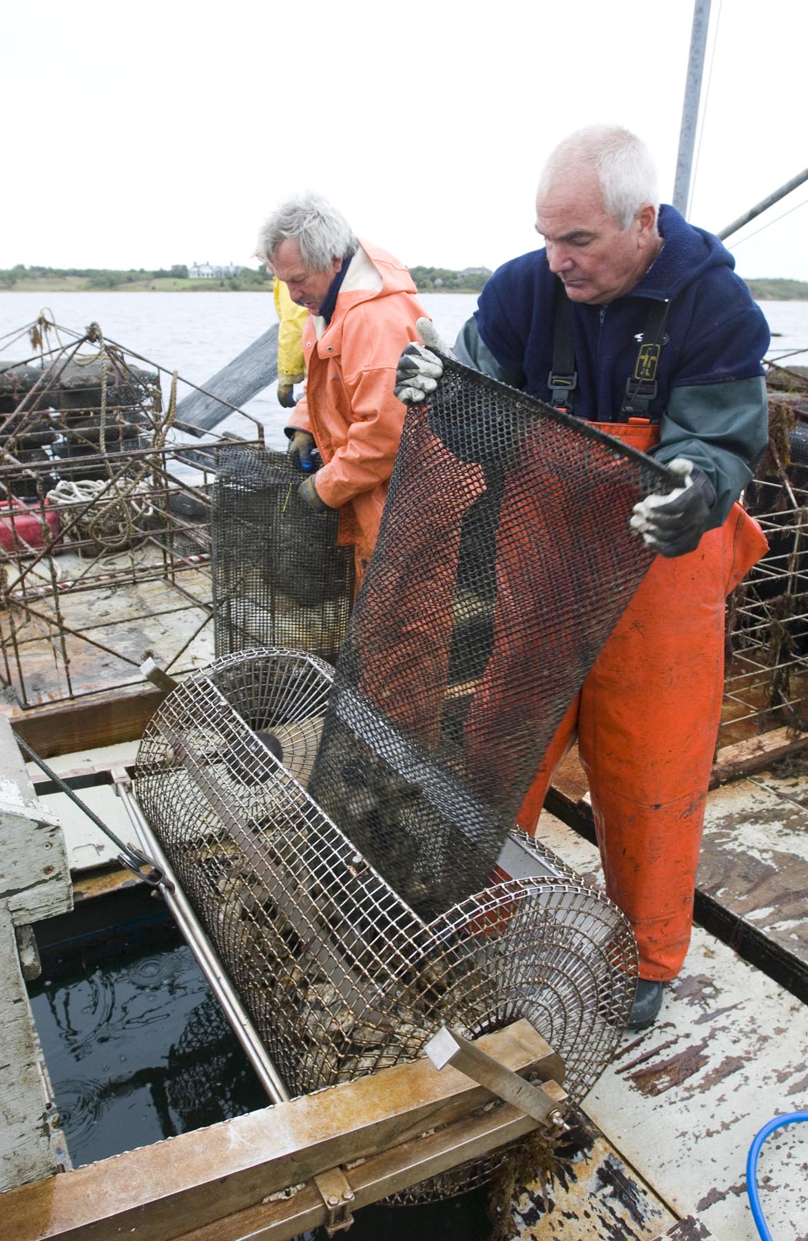 Jack Blake oysters