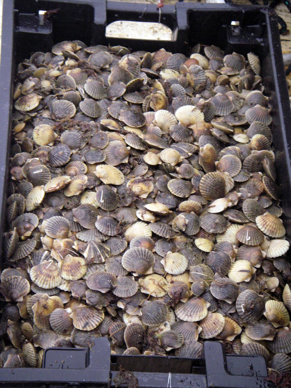 scallops