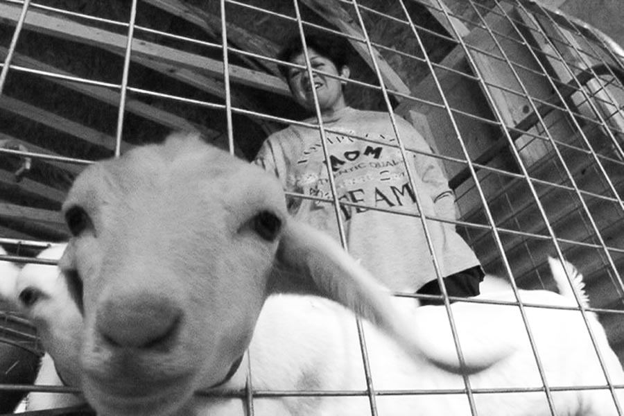 goat