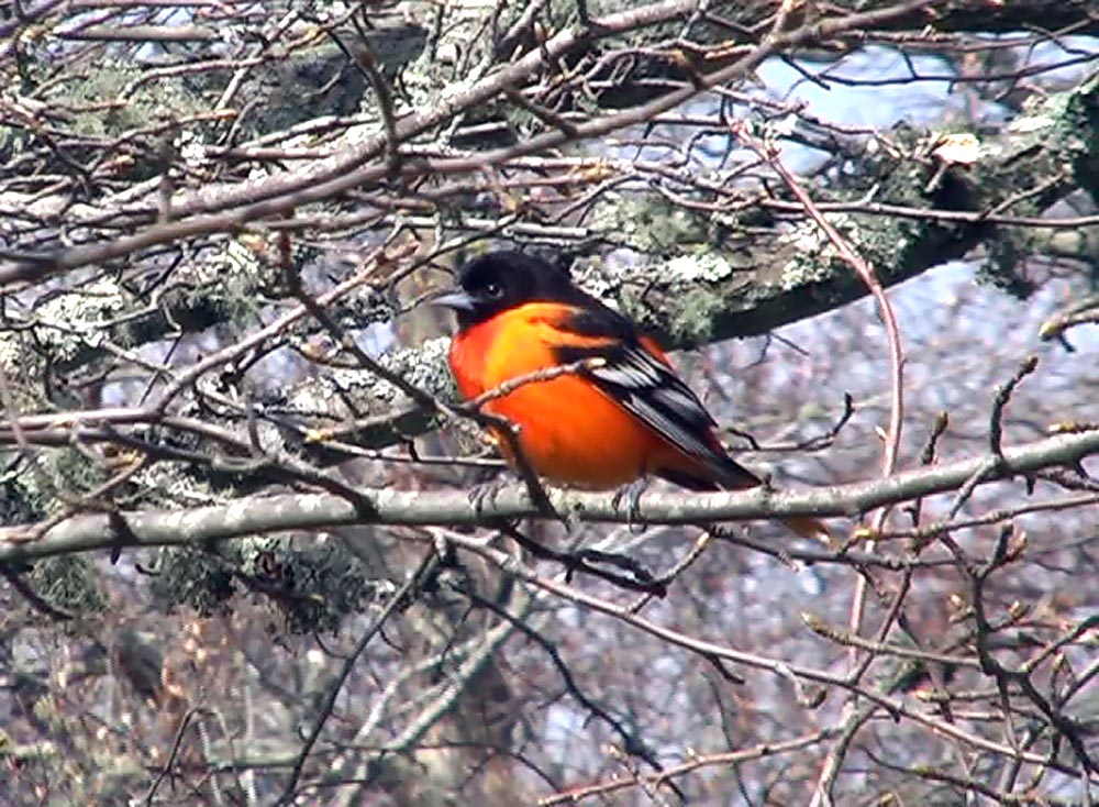 oriole