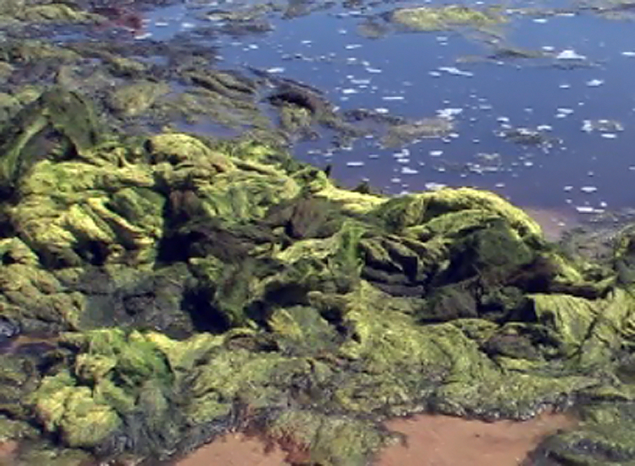 algae