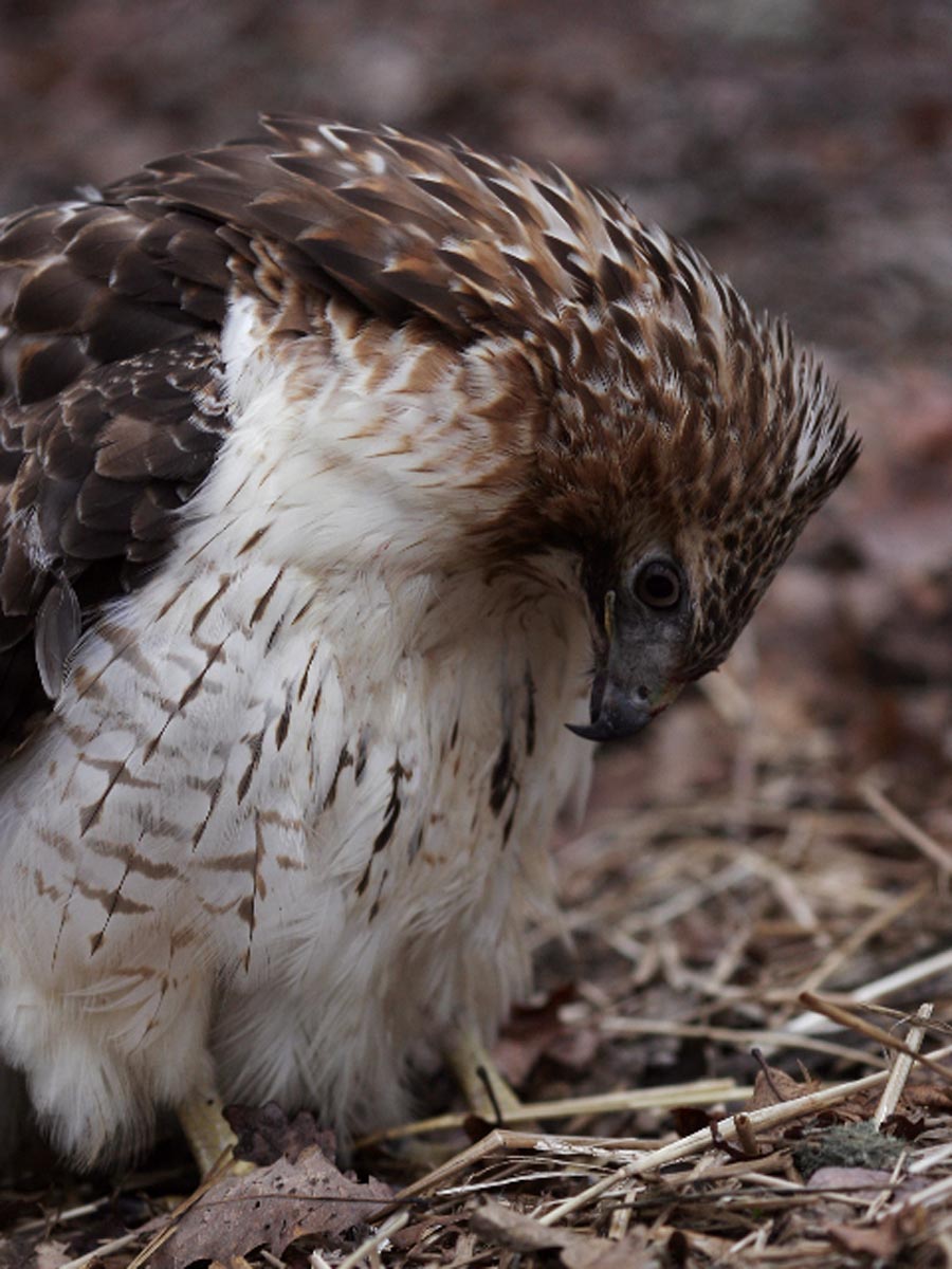 hawk