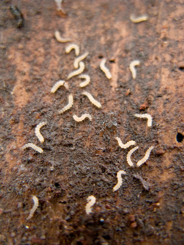 cankerworms