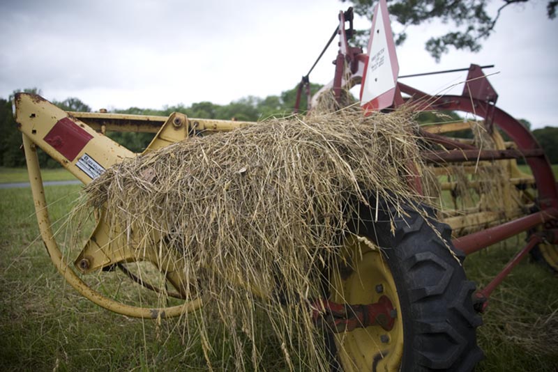 hay