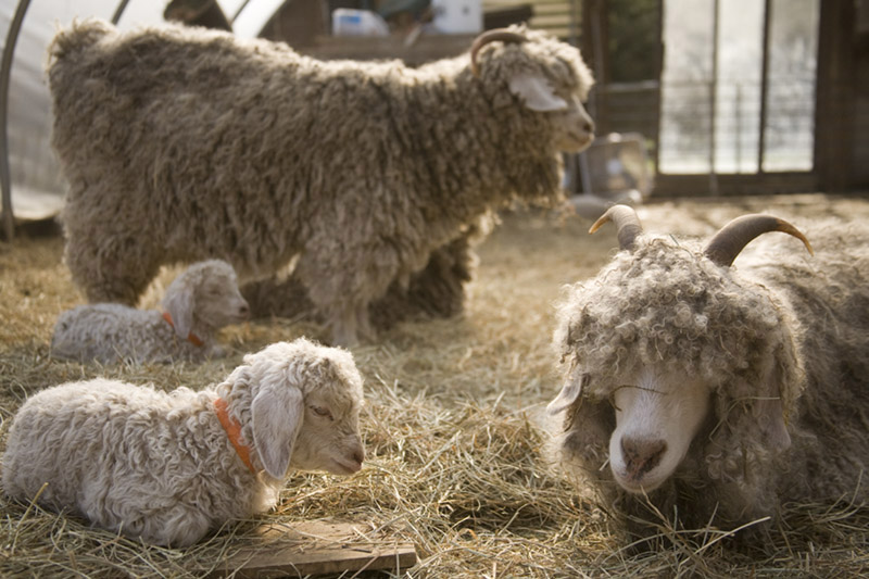 sheep