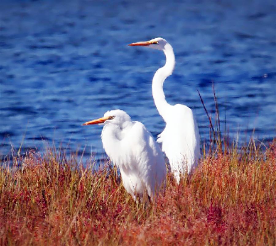 egrets