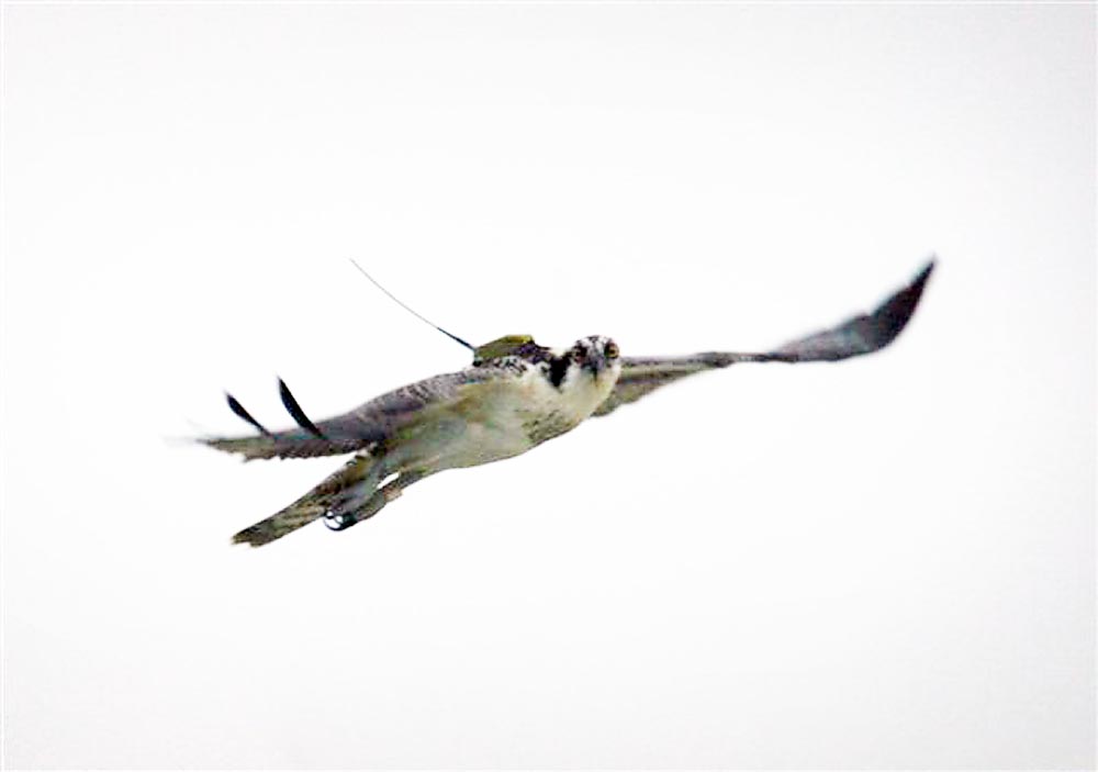 osprey