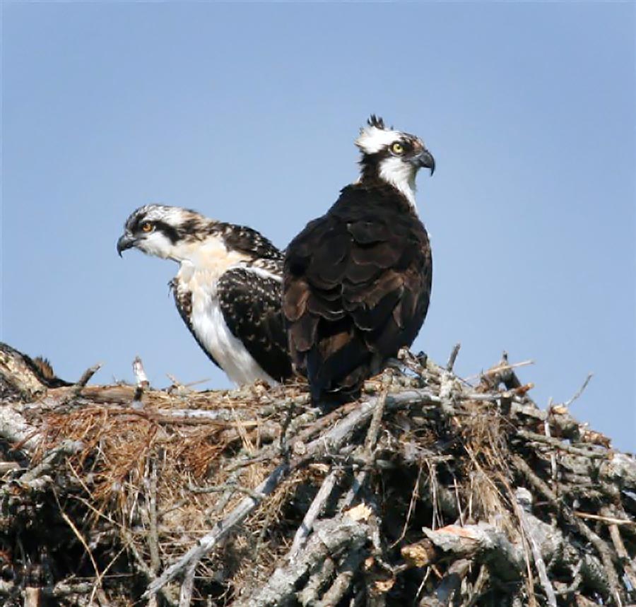 Ospreys
