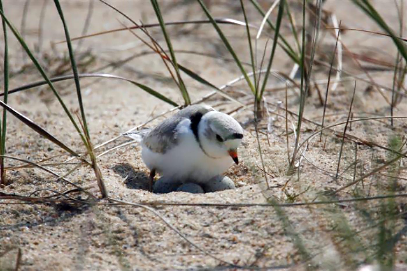 plover