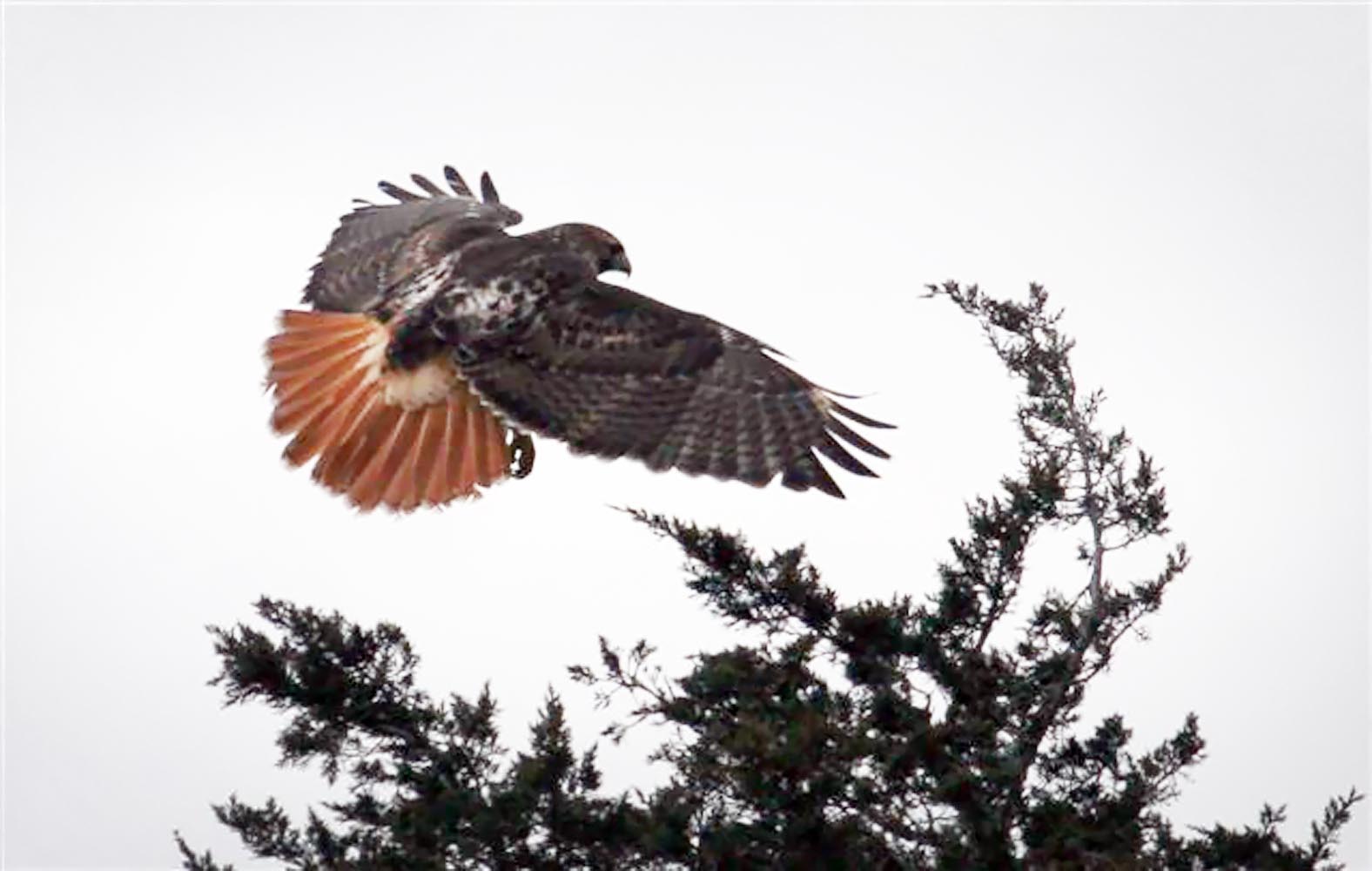 hawk