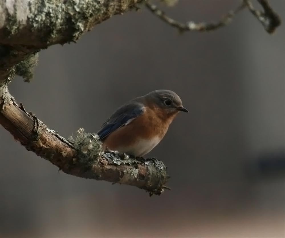 bird
