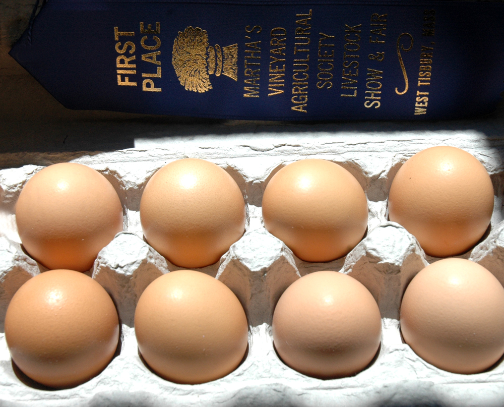 Eggs entered by Jake Stammel