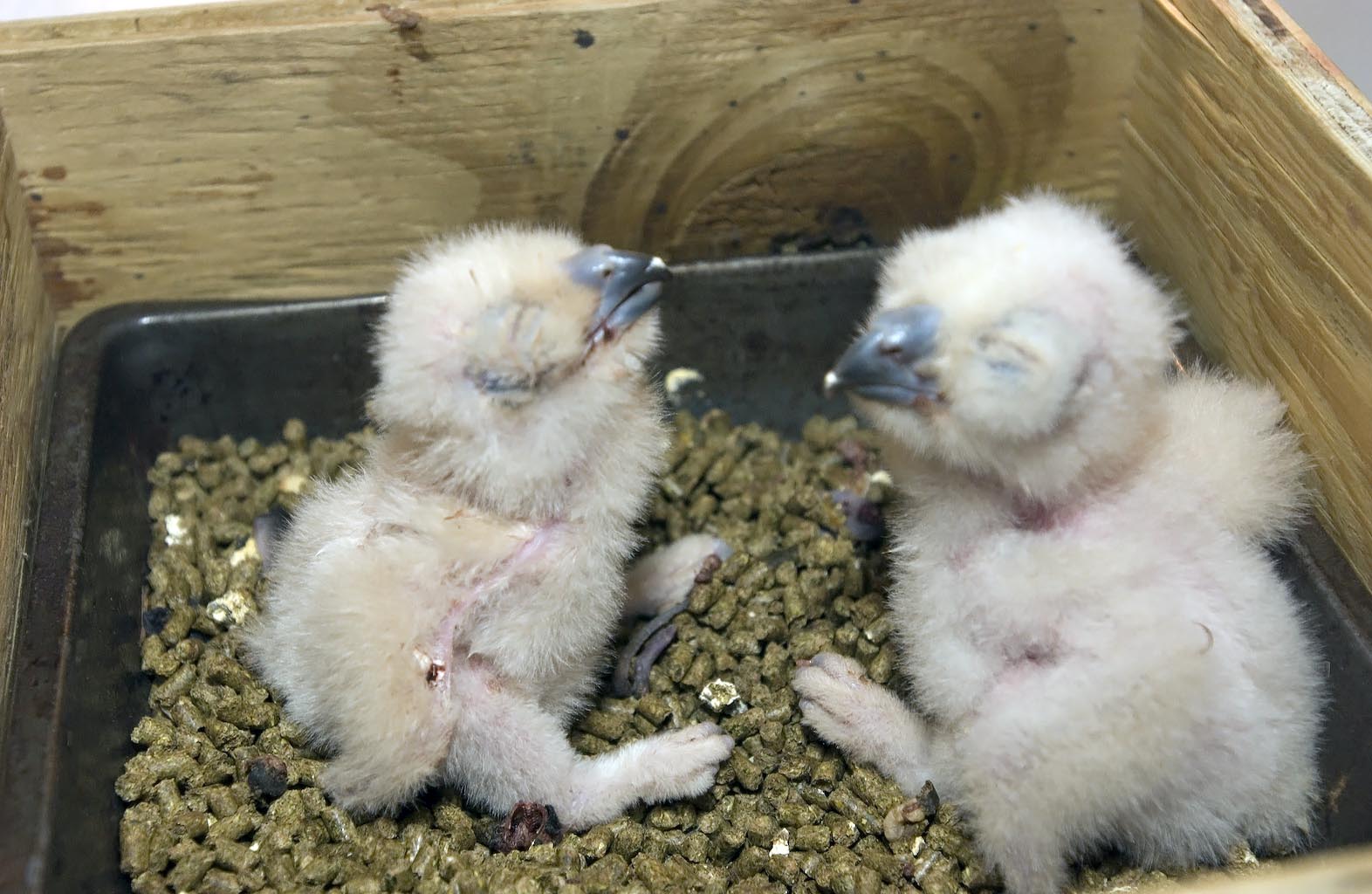 owlets