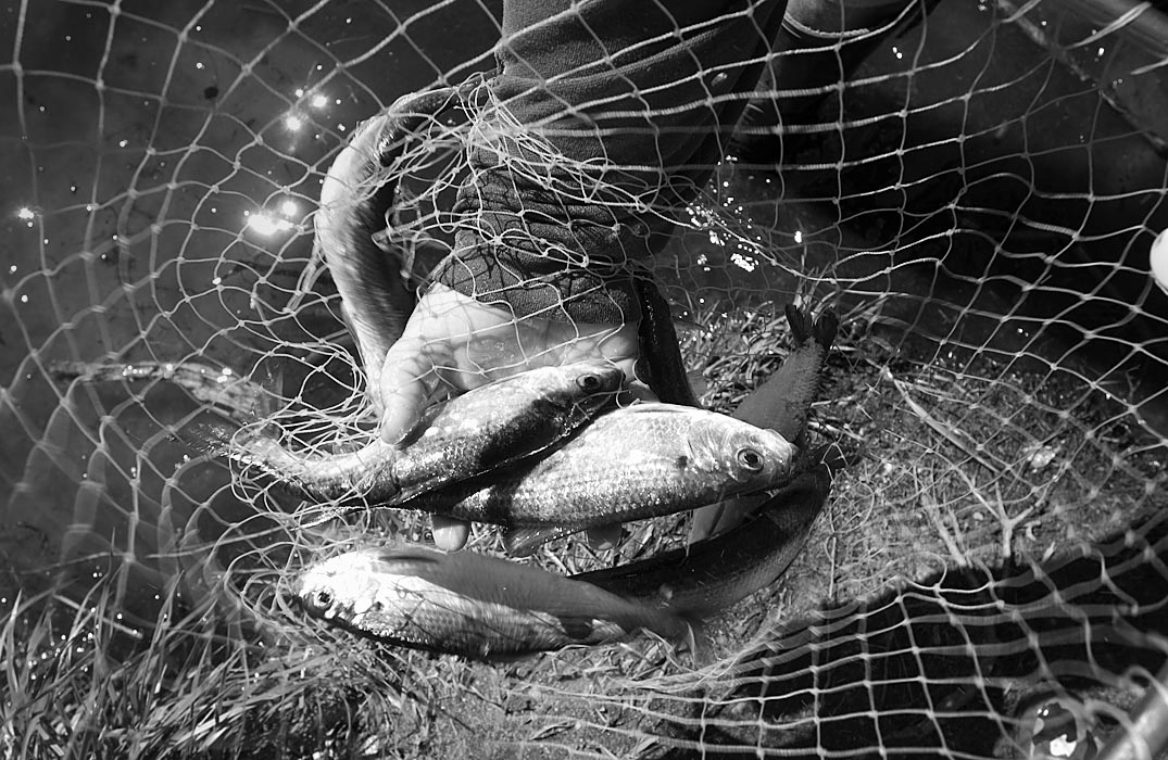 herring