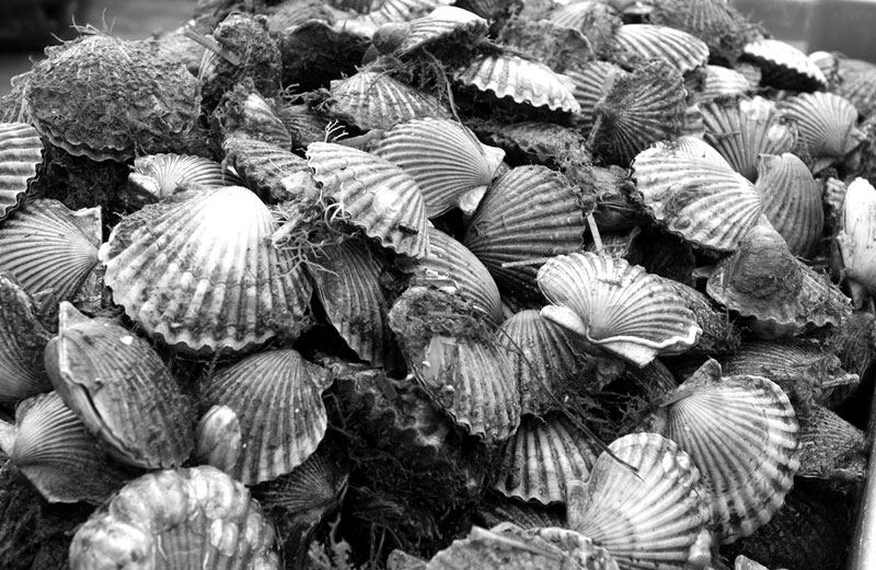 bay scallop bounty