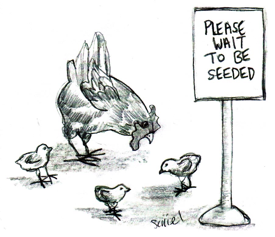 chickens