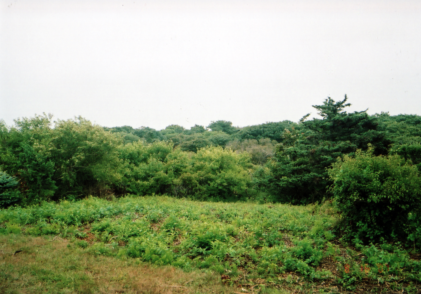 cow bay