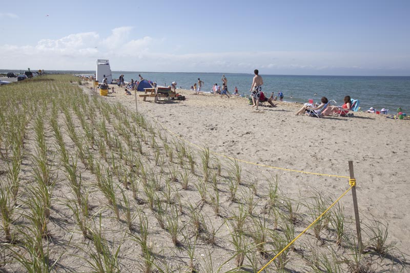 dune restoration: