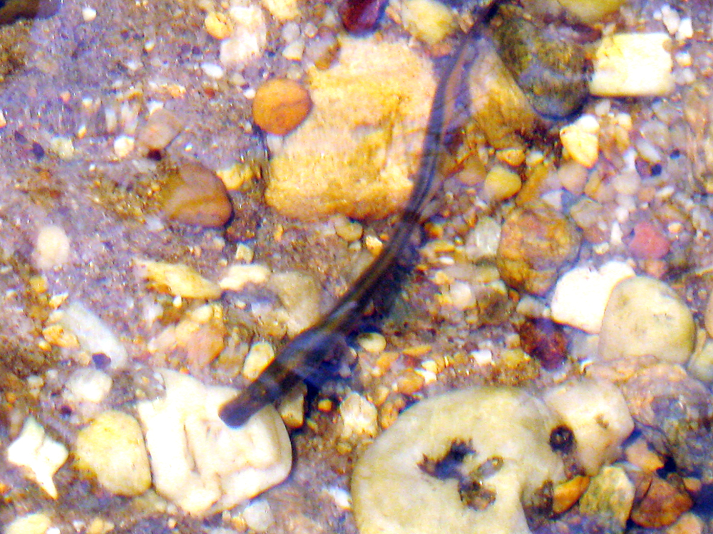 Lamprey