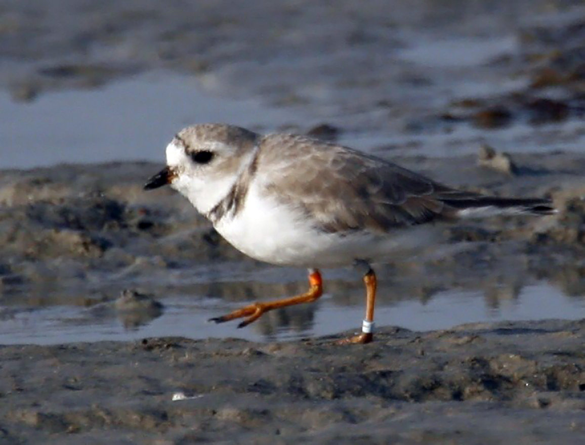 plover