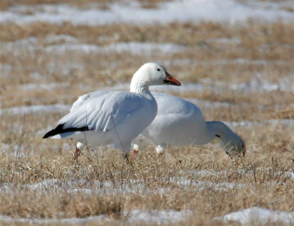 geese
