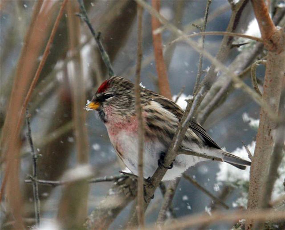 bird
