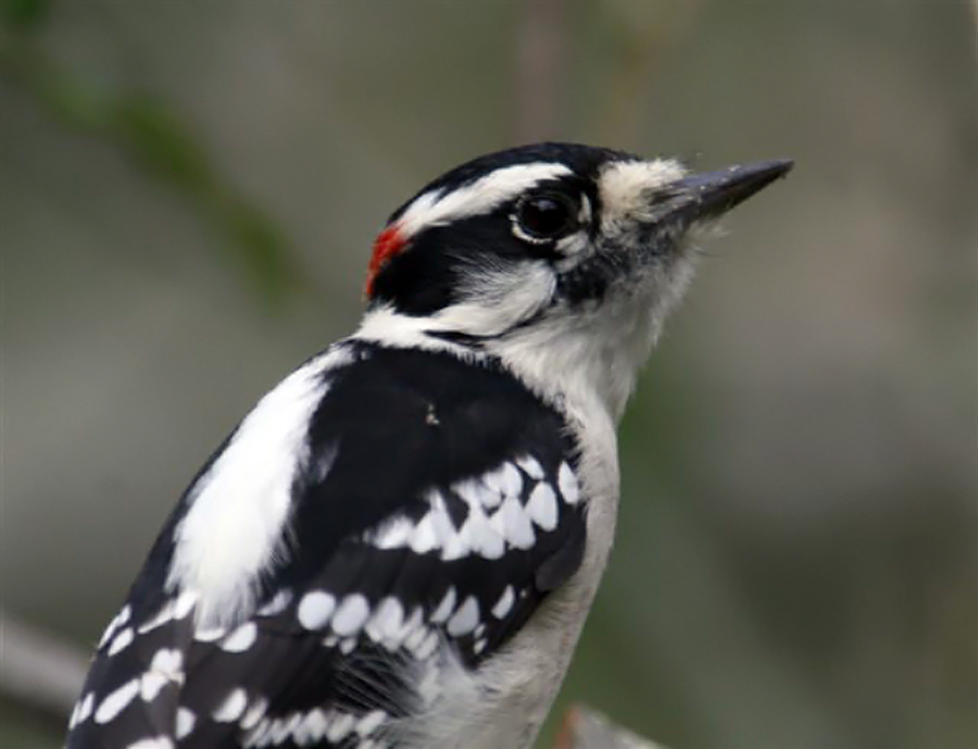 Woodpecker.