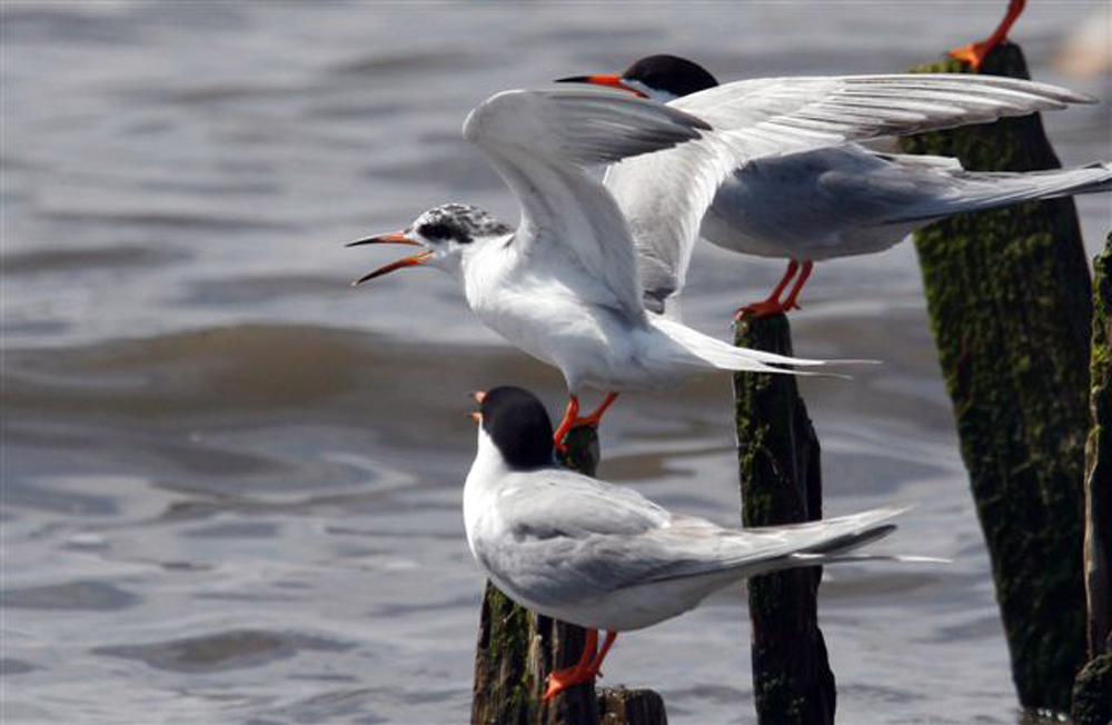 Forster&rsquo;s Terns