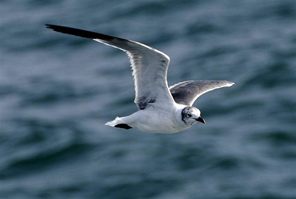gull