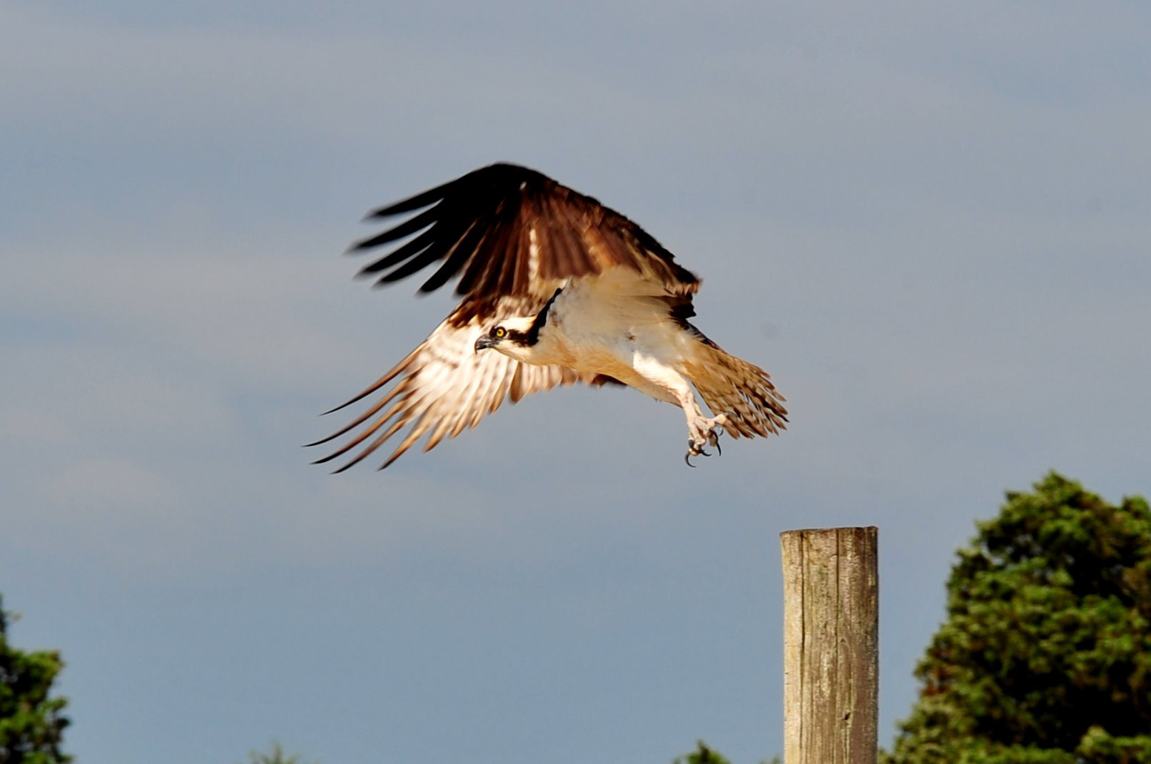 osprey