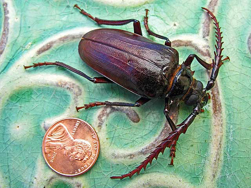 beetle