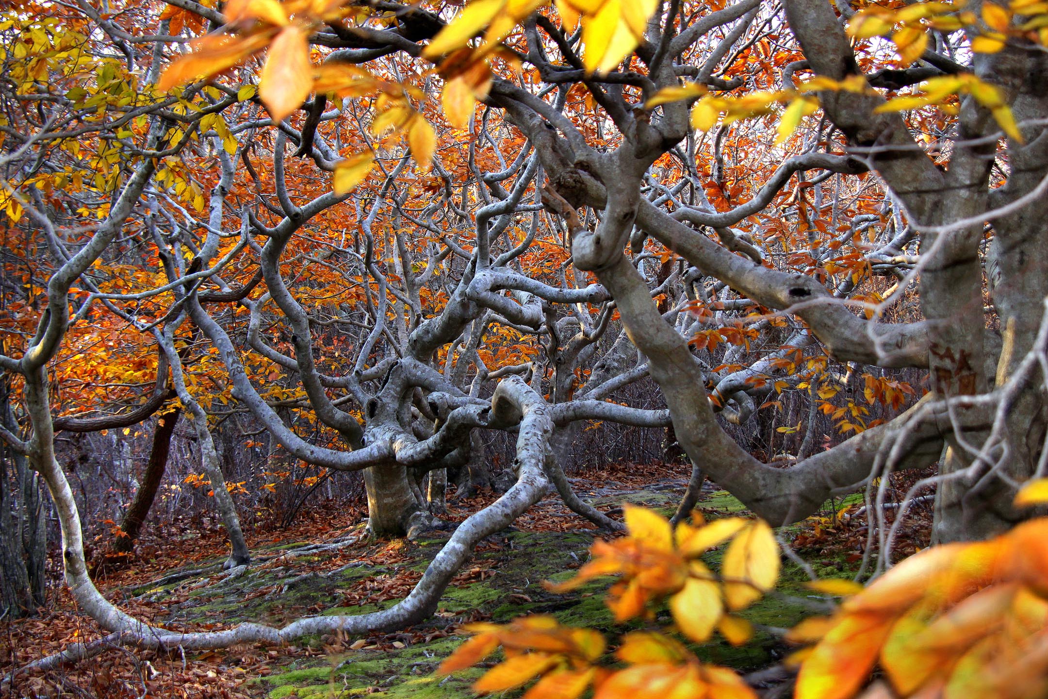 tree