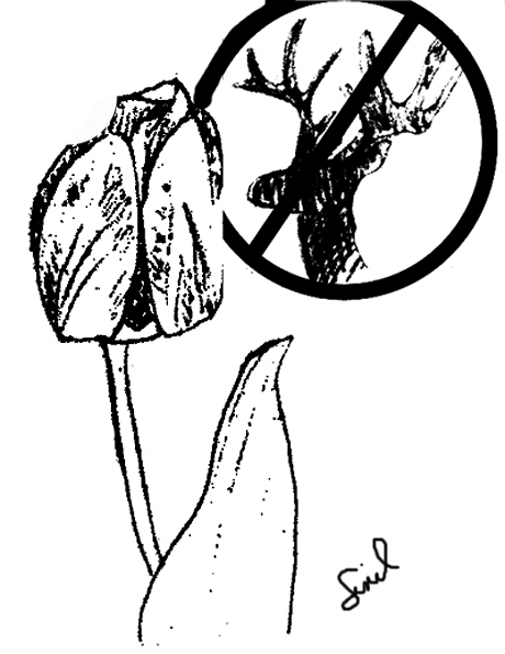 tulip