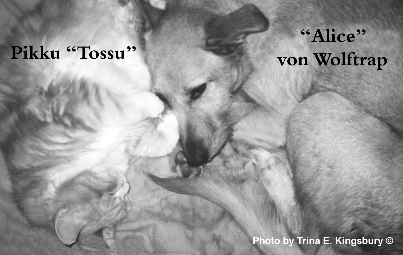 dogs