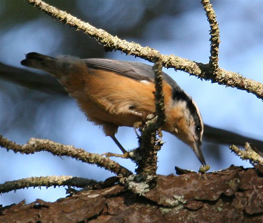 Nuthatch