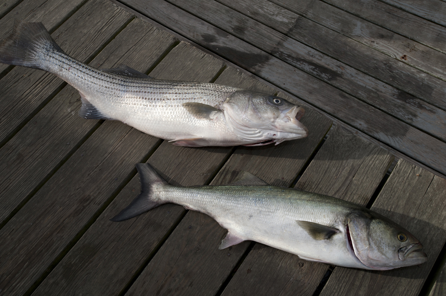 fish