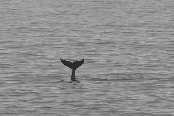 fluke