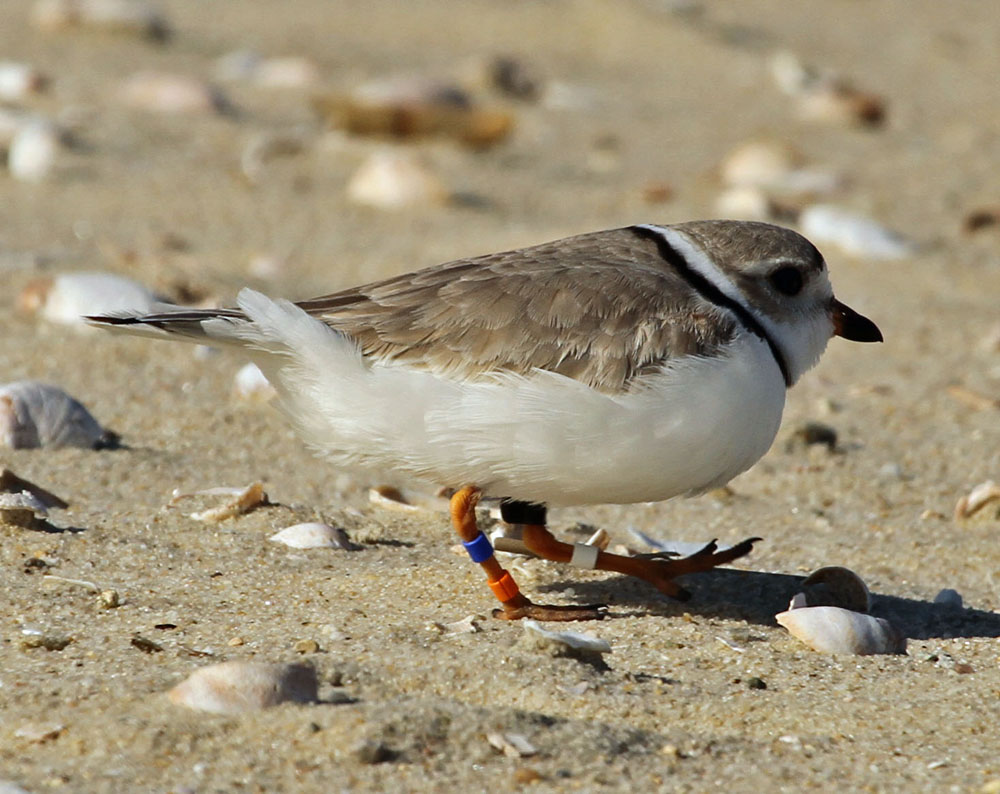piping plover,