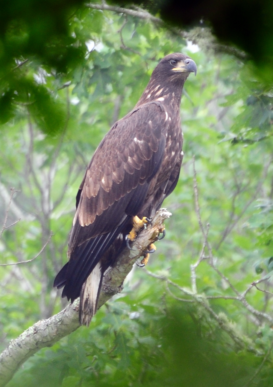 eagle