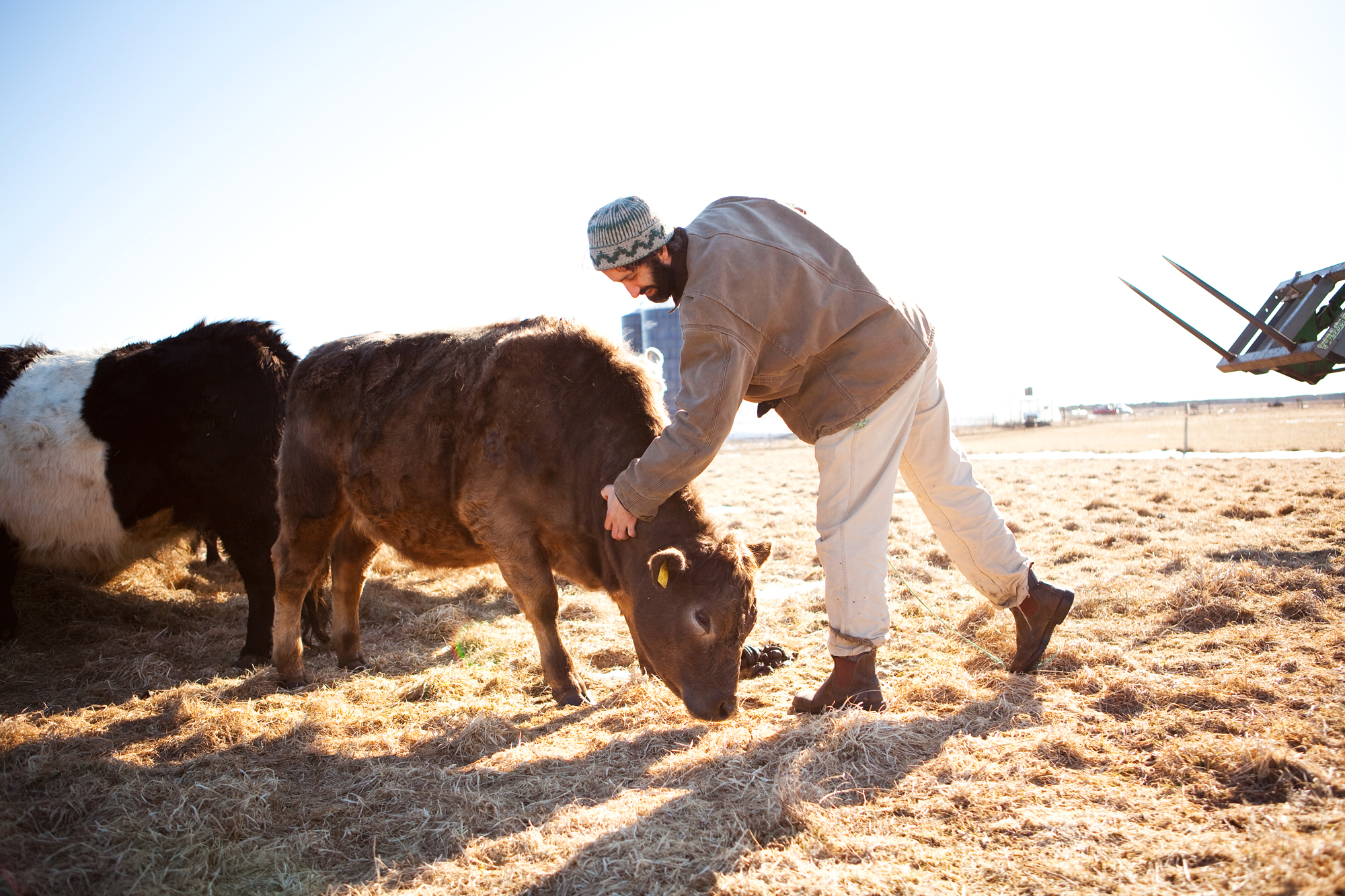 cow
