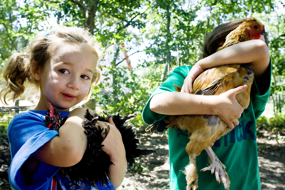coco lucia chickens