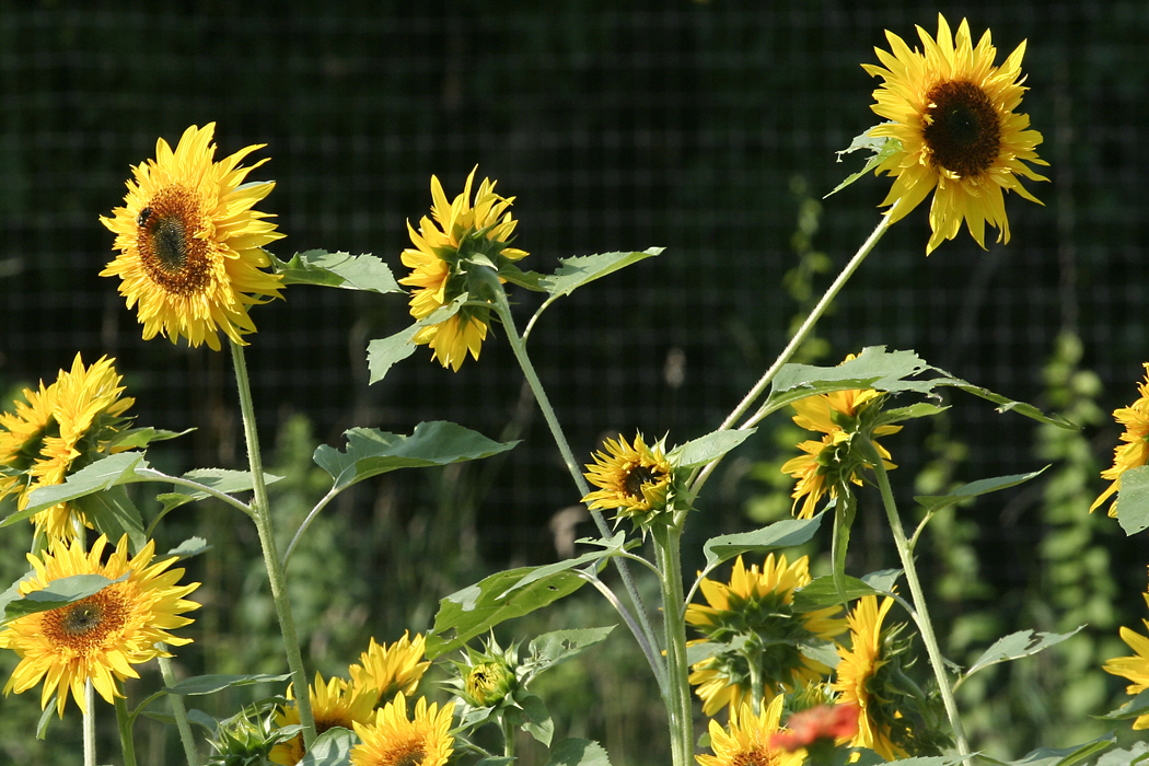 sunflowers