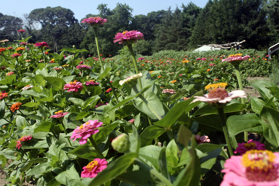 zinnias