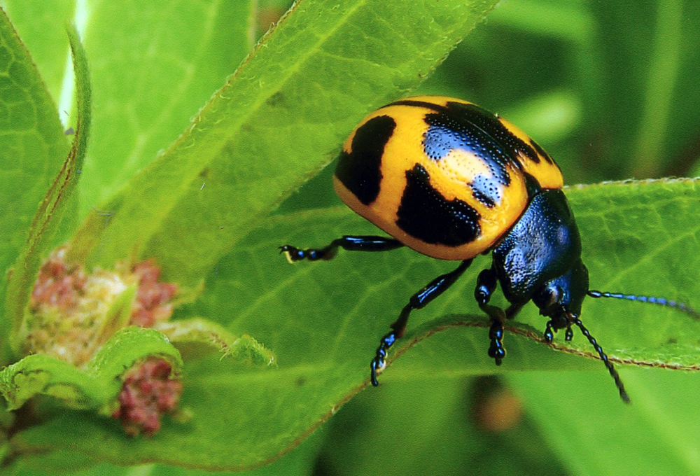 beetle