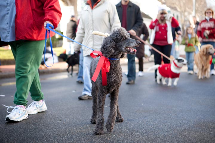 poodle