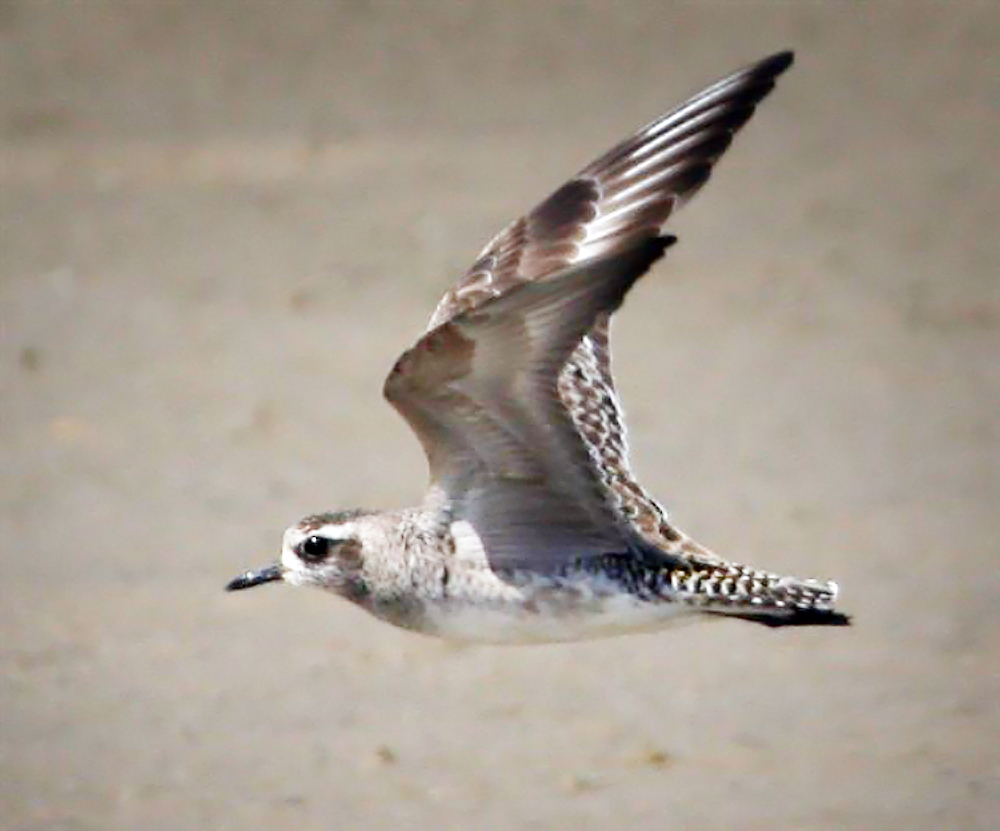 plover