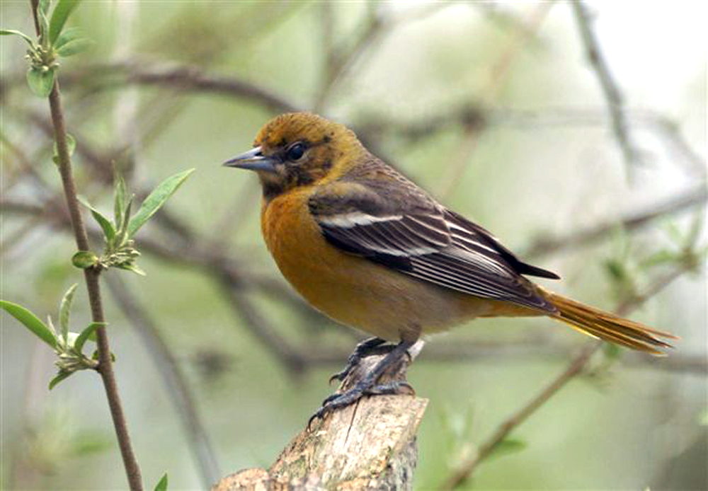 Oriole